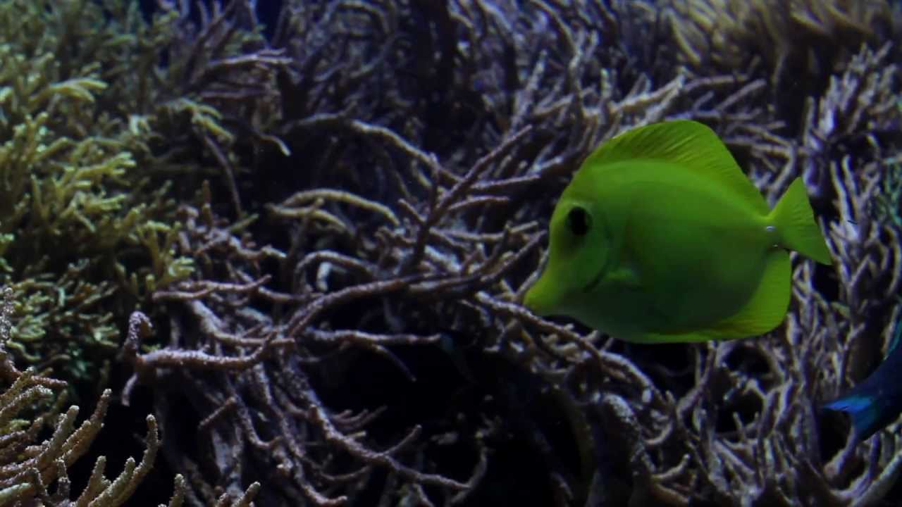 THE GDYNIA AQUARIUM